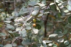 Ziziphus mauritiana